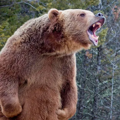 Медведь гризли набросился на совершавшего пробежку туриста: Происшествия:  Из жизни: Lenta.ru