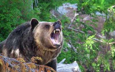 Медведь Гризли — стоковые фотографии и другие картинки Без людей - Без  людей, Большой, Бурый медведь - iStock