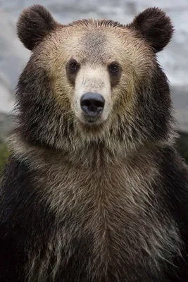 Медведь гризли стоковое изображение. изображение насчитывающей открыто -  26970587