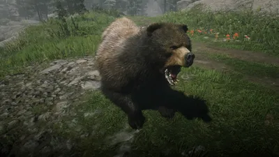 Версус Битвы медведя! Медведь против гризли, бурого медведя - YouTube