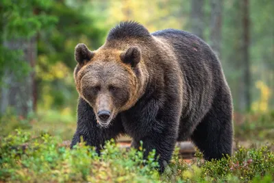 Канадец отбился от медведя гризли перочинным ножом - Российская газета