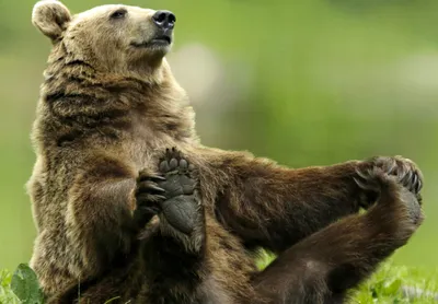 Медведя гризли из Канады случайно отправили на Аляску: думали, это белый  медведь: читать на Golos.ua