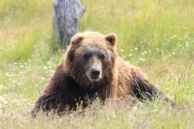 Медведь Гризли Дикой Природе Йеллоустонский Национальный Парк стоковое фото  ©jill@ghostbear.org 388464474