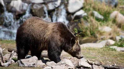 Изменение климата привело к скрещивание белых медведей с гризли: кто такие  «пизли» - «Экология России»