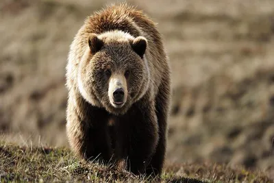 Фотообои «Медведь гризли»