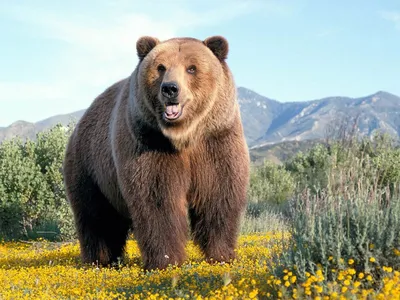 Фотографии Гризли медведь животное