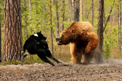 картинки : животное, Дикая природа, Млекопитающее, Фауна, бурый медведь,  Позвоночный, медведь гризли, Карниворан, Собака породы группа, Американский  черный медведь 4272x2848 - - 81471 - красивые картинки - PxHere