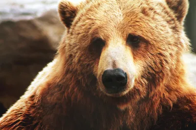 NYT: Медведь гризли загрыз двух туристов в национальном парке Канады