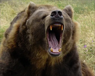 РЕН ТВ Телеканал - Медведь гризли готовится к бою. | Facebook
