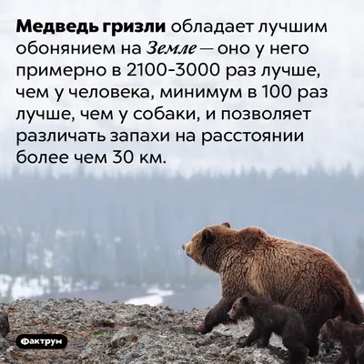 Скачать обои горы, природа, медведь, гризли, mountains разрешение 1152x864  #19804