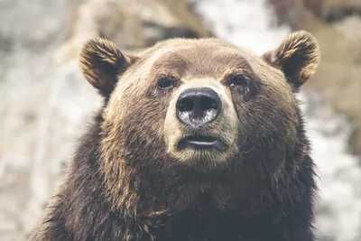 Фотограф обнаружил в лесу знаменитого медведя гризли по кличке Босс и начал  снимать… - ET | Articles