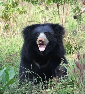 Sri Lanka Sun \"Солнце Шри Ланки\" - 🐻 Медведь-губач, Шри Ланка Увидеть  медведя на сафари в парке Яла или Вилпатту - редкость и большая удача.  Ланкийский медведь находится под угрозой исчезновения, его