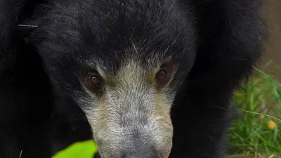 Московский зоопарк показал видео самого необычного медведя Пельменя - РИА  Новости, 29.05.2021