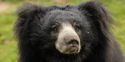 Медведь-губач | Пикабу
