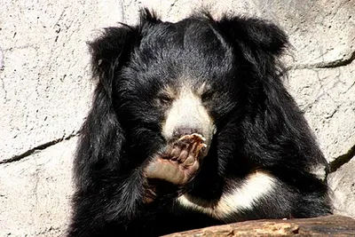 Самка губача с медвежатами | Пикабу