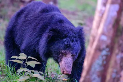 Медведь губач - Melursus ursinus - Ведмідь-губач - Sloth bear - YouTube