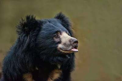 ГУБАЧ-ОХОТНИК 🐻 🐾 Мы не раз показывали, как наш медведь-губач по имени  Пельмень отдыхает в своём гамаке. Медведь уже в возрасте, и валяться на  солнышке –... | By Московский зоопарк/Moscow Zoo | Facebook