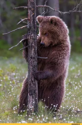 Пазл Семья медведей из дерева