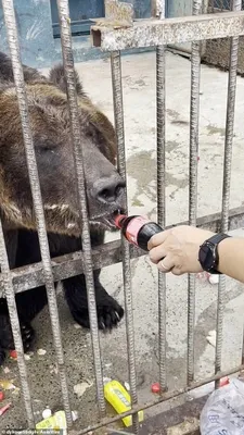 Полигональный конструктор «Медведь», 10 листов по оптовой цене в Астане