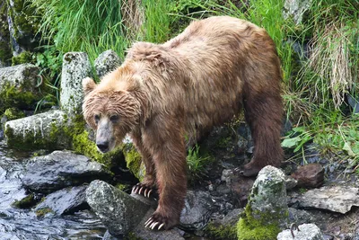 Медведь кадьяк фото фото