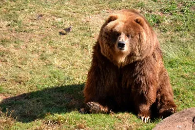 Кадьяк: Крупнейший подвид бурого медведя. Полтонны ярости и изоляция на  далеком северном острове | Пикабу