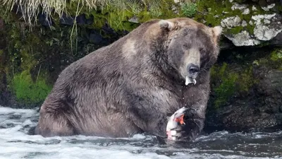Кто крупнее? Бурый медведь кадьяк или арктический белый? | Чукотка Сегодня  | Дзен