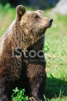Медведь кадьяк - 64 фото