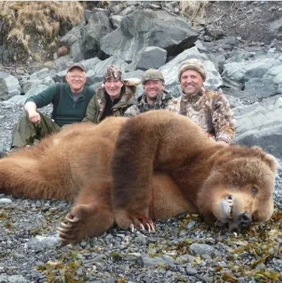 Кадьяк (медведь),фотореализм» — создано в Шедевруме