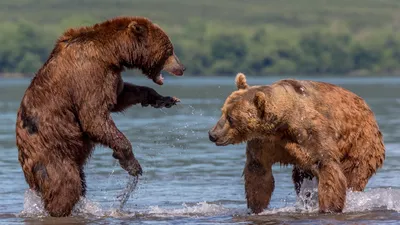 Медведь Кадьяк - YouTube