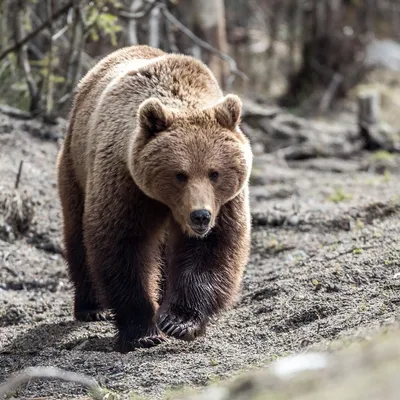 Медведь Кадьяк Ursus Arctos Middendorffi Взрослый Стоящий Хинд Ногс Аляска  стоковое фото ©slowmotiongli 353211190