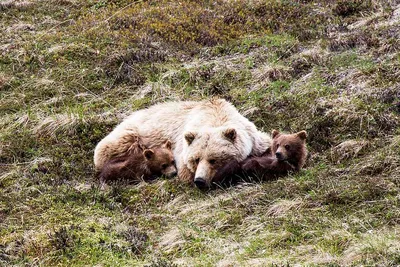 Медведь кадьяк | Мир животных и растений