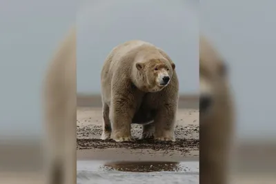 Наблюдение за медведями Камчатки в дикой природе