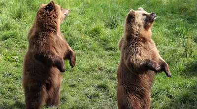 Бурый медведь и кошка, Национальный парк Денали и Пресерв, 2015 год. -  PICRYL Поиск в мировом общественном достоянии