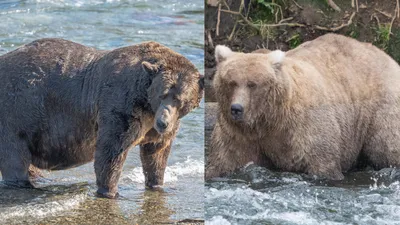 Медведь Kodiak, стоящий на задних лапах, USFWS 11394 - PICRYL Изображение в  общественном достоянии