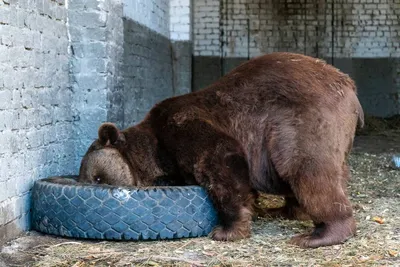 В Волгограде спасают медведей, от которых отказались крупнейшие зоопарки  России - 7 ноября 2023 - v1.ru