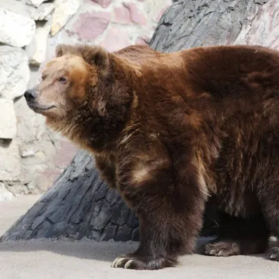 Медведь бурый - Зоосад Приамурский им. В.П. Сысоева