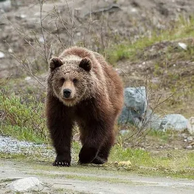 Медведи в Московском зоопарке проснулись раньше срока: Природа: Моя страна:  Lenta.ru