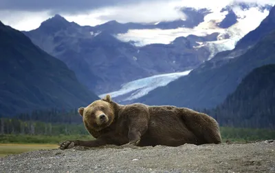 Кадьяк: Крупнейший подвид бурого медведя. Полтонны ярости и изоляция на  далеком северном острове | Пикабу