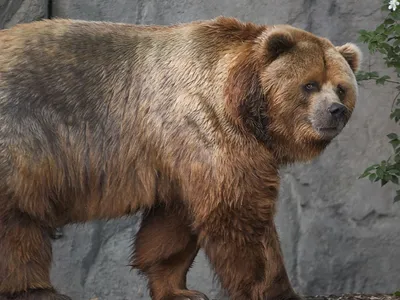 KODIAK: The largest subspecies of the brown bear | Interesting facts about  bears - YouTube