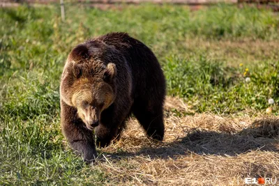 Angry Bear (угрюмый медведь) Stock Photo | Adobe Stock