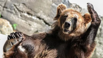 картинки : бурый медведь, Млекопитающее, Позвоночный, медведь гризли,  Земное животное, Плотоядное животное, Кадьяк медведь, Дикая природа, Морда,  нос, мех, организм, приспособление, Бакенбарды, Ухо 4272x2848 - - 1620689 -  красивые картинки - PxHere