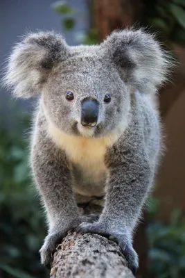Медведь коала, 1/250s, 30mm lens, …» — создано в Шедевруме