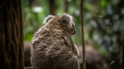 Facts about Koalas - Коала — аборигенное животное Австралийского  континента. Эти зверьки очень похожи на небольших медведей. Даже первые  европейцы, высадившиеся на континенте, называли животное «медведь коала».  Но спустя некоторое время коал