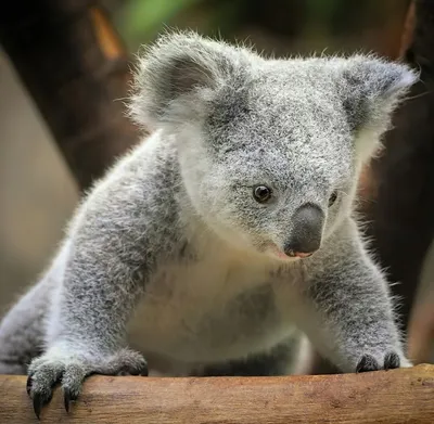 Dolemikki Мягкая игрушка медведь-коала
