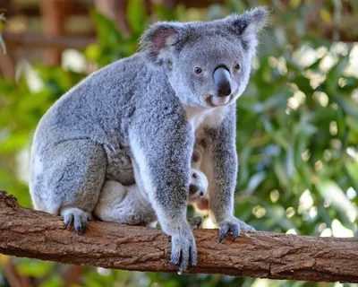 Таронга зоопарк Сидней Коала Медведь Квинсленд Wild Life Сидней, Коала, png  | PNGWing