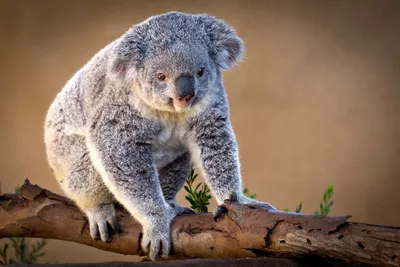 Трогательное видео: осиротевший детёныш коалы принял плюшевого мишку за  свою маму