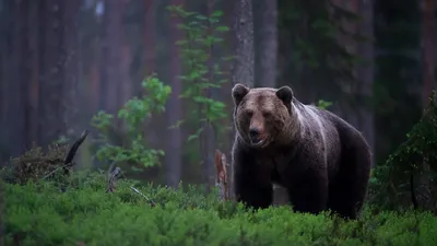 Сожрал грибника». Жителей Сахалина напугало видео с медведем-людоедом | 360°