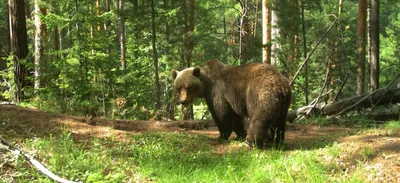 Гигантский белый медведь — Википедия