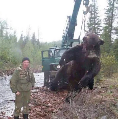 Медведь-людоед растерзал человека на Камчатке, еще один ранен - РИА  Новости, 02.03.2020