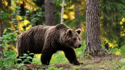 Самые большие медведи добытые охотниками, ТОП-5